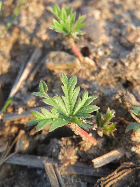 Potentilla argentea Grundblätter vom Silber Fingerkraut P Flickr