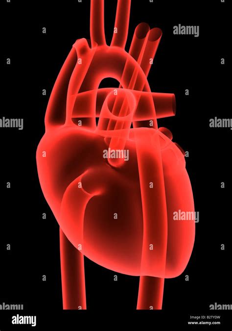 Fisiologia Del Cuore Immagini E Fotografie Stock Ad Alta Risoluzione