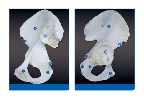 Medial And Lateral View Of The Right Os Coxae Diagram Quizlet