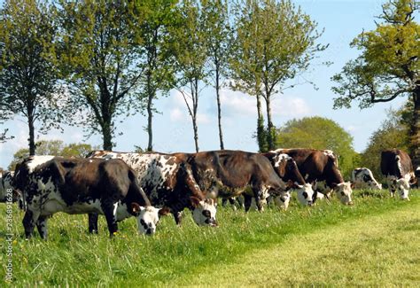 Vaches De Race Normande Au Pr Une Rang E D Arbres En Fond France