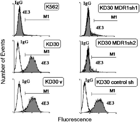 Loss Of P Glycoprotein Expression In Kd Cells By Mdr Sh And