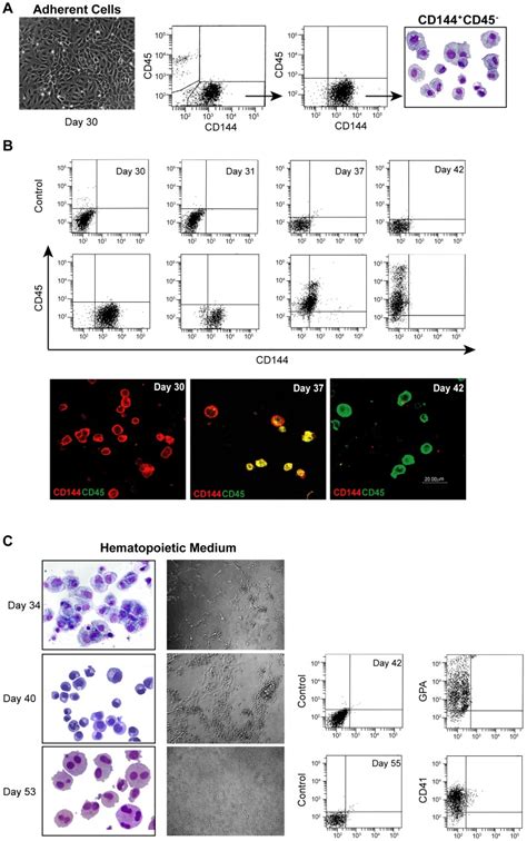 A Left Phase Contrast Morphology Of Total Adherent Cell Population