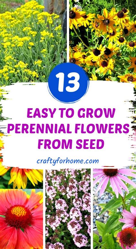 13 Easy To Grow Perennial Flowers From Seed Planting Flowers From Seeds Flower Seeds Easiest