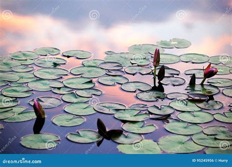 Water Lilies And Sunset Clouds Reflections In Pond Stock Photo Image