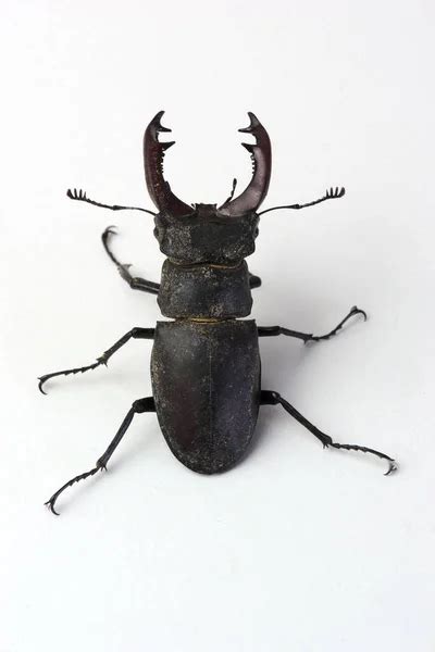 Escarabajo ciervo macho Lucanus cervus con mandíbulas escarabajo