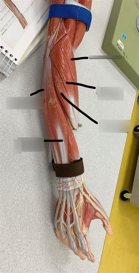 Posterior Forearm Superficial View Diagram Quizlet