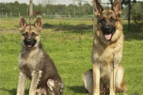 Miniature German Shepherds: Your Foolproof Buying Guide - AllShepherd