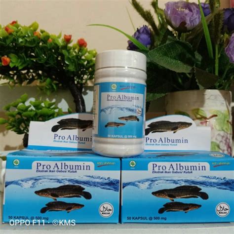 Jual Pro Albumin Ash Shihhah Kapsul Ekstrak Ikan Gabus Original