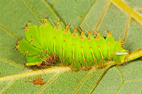 14 Caterpillars On Oak Trees Identification Guide Owlcation