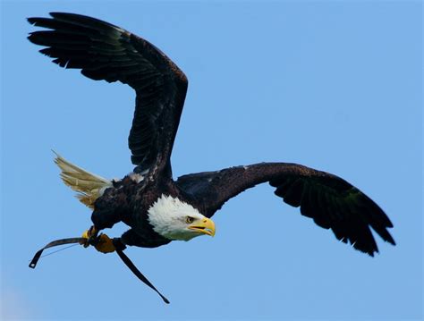 bald eagle  eagle heights eynsford  peter trimming geograph