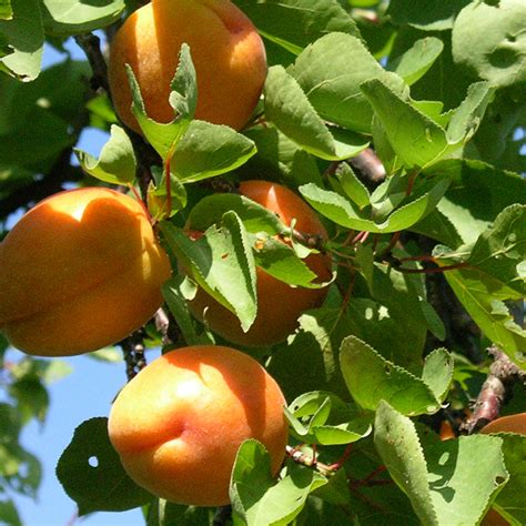 Prunus armeniaca 'Goldrich' abrikoos, 3 liter pot kopen | Planten ...