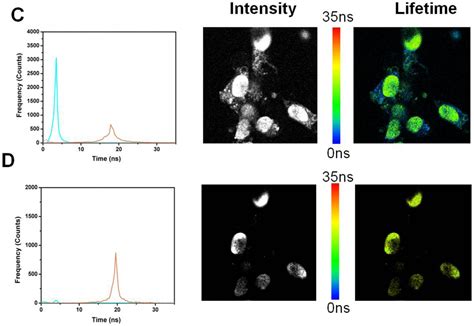 Long Fluorescence Lifetime Dyes Probes For Tomorrow