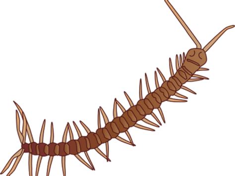 Download Millipede Clipart Milipede Png Download Millipedes