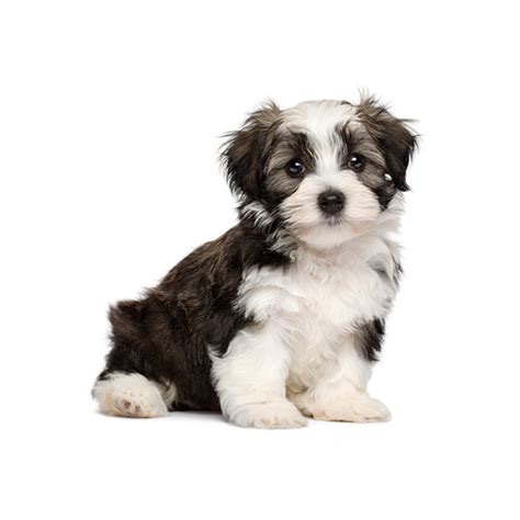 What Is A Havanese Shih Tzu