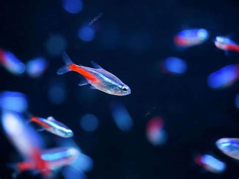 Tetras Lifespan How Long Can Tetra Fish Live Without A Filter