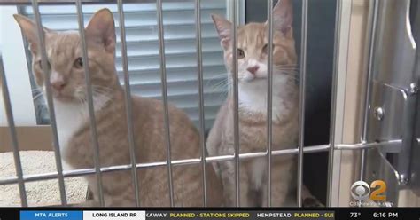 Nyc Animal Care Shelters Seeing More Surrendered Pets Than Usual Cbs