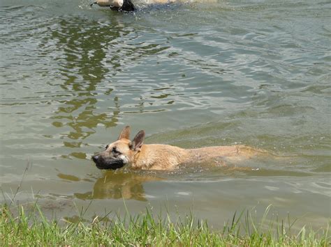German Shepherd/Malinois Mix NOLA Swimming Together