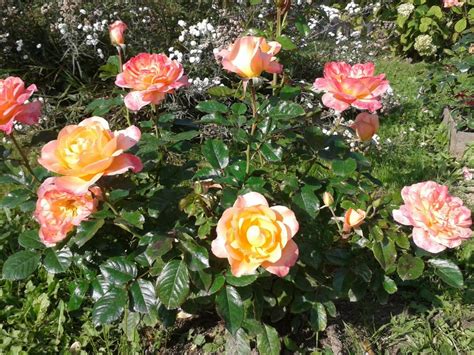 Роза сью хипкин - фото и картинки: 68 штук