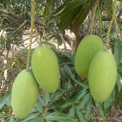 Farmizen Dasheri Mango Organically Grown Pre Orders Bangalore