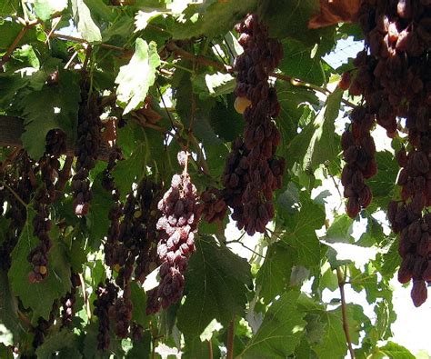 First Raisin Grape That Dries Naturally On Vine Developed - Growing Produce