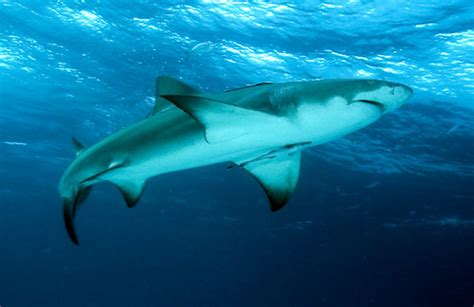 Lemon Shark with Remora at Grand Bahama Island, Bahamas - Shark Photo