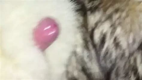 Artic Fox Fur Jerk Off Gay Masturbation Amateur Porn XHamster