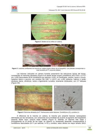 Mancha En Cadena Del Sorgo Passalora Fusimaculans En Entre R Os Pdf