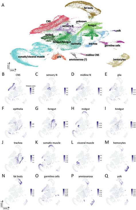 Tissue Type Atlas Of Whole Drosophila Embryo A Integrated Single Cell