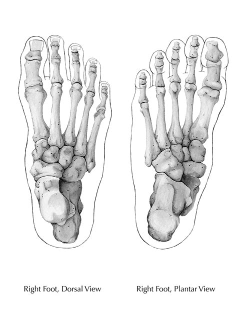 Bones Of The Foot 2 By Tiffanydavis On Deviantart