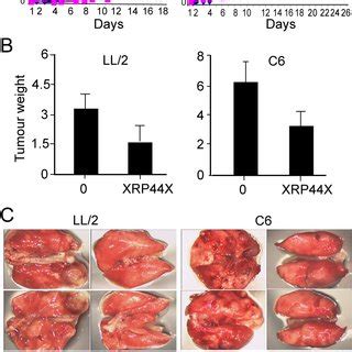 XRP44X Decreases Tumour Burden In A Prostate Cancer Bone Metastasis