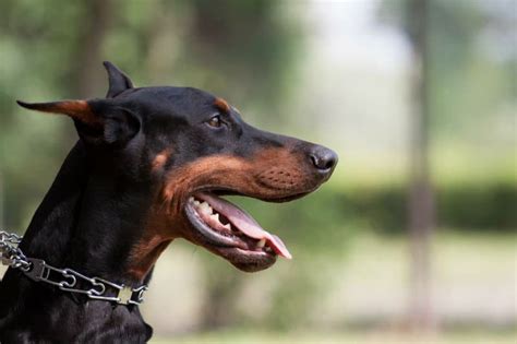 Conheça 12 raças de cachorro grande e dóceis para adotar Revista Meu Pet