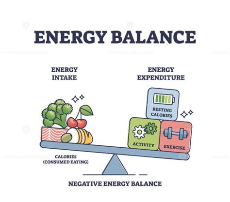 Energy Balance With Calories Intake And Daily Expenditure Outline