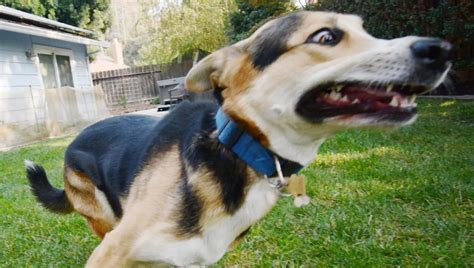 How To Train Dog On Invisible Fence? - The Canine Expert: