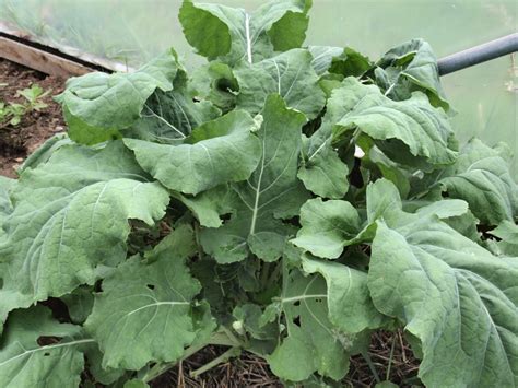 Raw Edible Plants Kale Brassica Oleracea