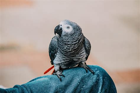 Visit Us | Veterinary Clinic in Newbury Park, CA | 805-498-3684