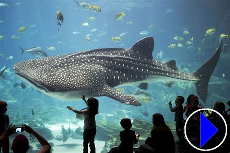 Whale Sharks | Live Streaming Webcam | Georgia Aquarium | Atlanta