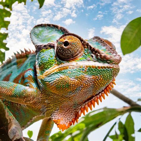 Premium Photo | A detailed photo of a chameleons eyes