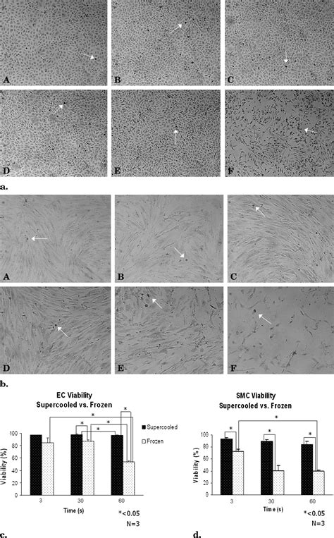 The Effects of Freezing versus Supercooling on Vascular Cells