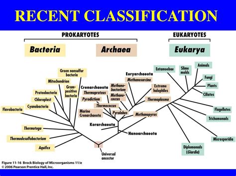 Ppt Biodiversity I Biol Taxonomy Powerpoint Presentation Free