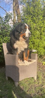 Bernd Berner Sennenhund Rüde auf Tiere at