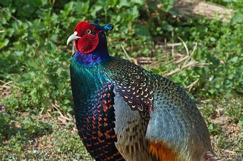 Green Pheasant Pheasant World Birds National Bird