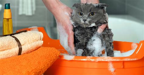 The 4 Best Shampoos For Cats