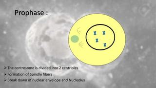 Mitosis.pptx