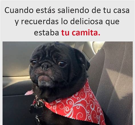 Im Genes Y Memes Graciosos De Febrero Imagenes Chistosas