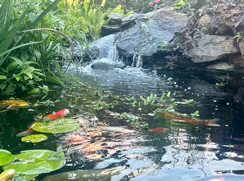 Koi Pond Tips Blue Ribbon Koi And Marine