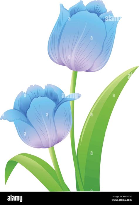 Blue Tulips On White Background Illustration Stock Vector Image And Art