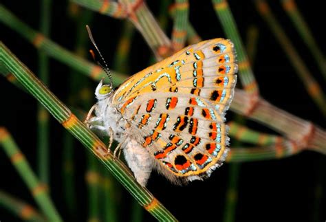 Las Mariposas Migratorias Tienen Mayor Diversidad Genética Según