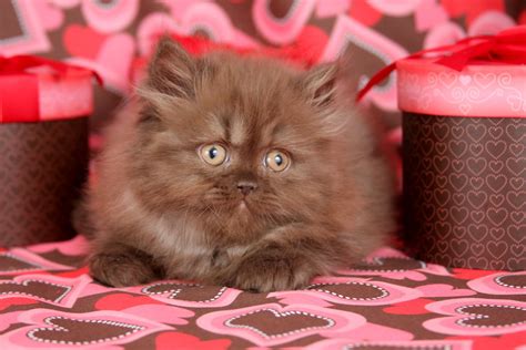 Chocolate Persian Kittens (Past Kittens)