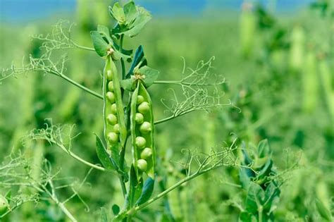 The Difference Between Peas And Beans And Why It Matters