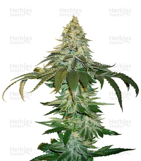 Cataract Kush regular Strain - SeedFare Find the Perfect Seed at the Right Price